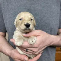 Frizzy’s boy 2, a male Goldendoodle for sale in Weaverville, NC – Photo 6 of 6