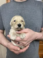 Frizzy’s boy 2, a male Goldendoodle for sale in Weaverville, NC – Photo 4 of 4