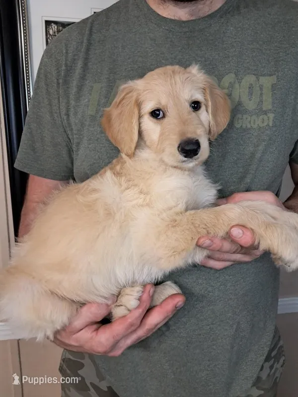 Frizzy’s boy 2 – Goldendoodle puppy for sale in Weaverville, NC