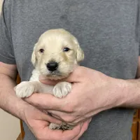 Frizzy’s boy 2, a male Goldendoodle for sale in Weaverville, NC – Photo 4 of 6