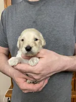 Frizzy’s boy 2, a male Goldendoodle for sale in Weaverville, NC – Photo 2 of 4