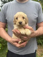 Maddie’s Girl, a female English Goldendoodle for sale in Weaverville, NC – 3 of 4
