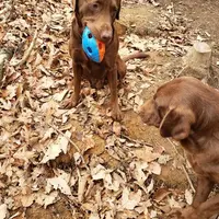 Whiskey, a male Labrador Retriever for sale in Weaverville, NC – Photo 3 of 4