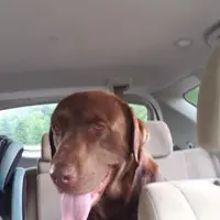 Whiskey, a male Labrador Retriever for sale in Weaverville, NC – Photo 4 of 4