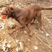 Whiskey, a male Labrador Retriever for sale in Weaverville, NC – Photo 2 of 4