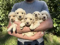 Lady’s AKC girl, a female Golden Retriever for sale in Weaverville, NC – 4 of 4