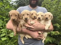 Maddie’s Girl, a female English Goldendoodle for sale in Weaverville, NC – 2 of 4