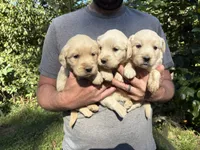 Lady’s AKC Boy, a male Golden Retriever for sale in Weaverville, NC – 4 of 5
