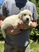 Layla’s girl, a female Golden Retriever for sale in Weaverville, NC – 3 of 7