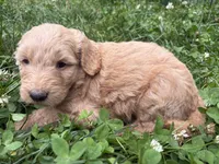 Maddie’s boy, a male Goldendoodle for sale in Weaverville, NC – 5 of 5