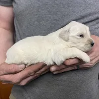 Lady’s Boy Number 1, a male Golden Retriever and English Cream Golden Retriever for sale in Weaverville, NC – Photo 5 of 7