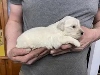 Lady’s Boy Number 1, a male Golden Retriever and English Cream Golden Retriever for sale in Weaverville, NC – Photo 4 of 4