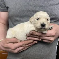Lady’s Boy Number 1, a male Golden Retriever and English Cream Golden Retriever for sale in Weaverville, NC – Photo 2 of 7