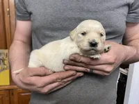 Lady’s Boy Number 1, a male Golden Retriever and English Cream Golden Retriever for sale in Weaverville, NC – Photo 1 of 4