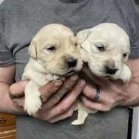 Lady’s Boy Number 1, a male Golden Retriever and English Cream Golden Retriever for sale in Weaverville, NC – Photo 4 of 7