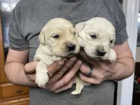 Lady’s Boy Number 1, a male Golden Retriever and English Cream Golden Retriever for sale in Weaverville, NC – Photo 3 of 4