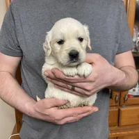 Lady’s Boy Number 1, a male Golden Retriever and English Cream Golden Retriever for sale in Weaverville, NC – Photo 6 of 7