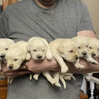 Lady’s Boy Number 1, a male Golden Retriever and English Cream Golden Retriever for sale in Weaverville, NC – Photo 3 of 7