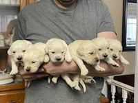 Lady’s Boy Number 1, a male Golden Retriever and English Cream Golden Retriever for sale in Weaverville, NC – Photo 2 of 4