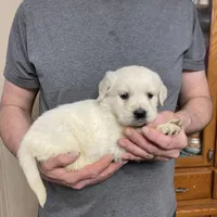 Lady’s Boy Number 1, a male Golden Retriever and English Cream Golden Retriever for sale in Weaverville, NC – Photo 7 of 7