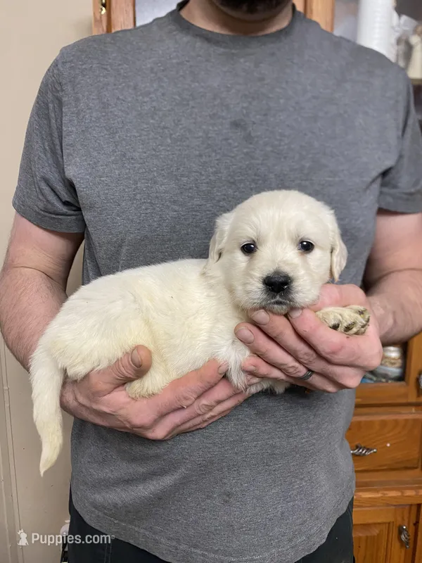 Lady’s Boy Number 1