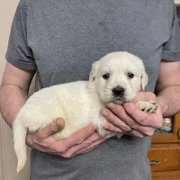Lady’s Boy Number 1, a male Golden Retriever and English Cream Golden Retriever for sale in Weaverville, NC – Photo 1 of 7
