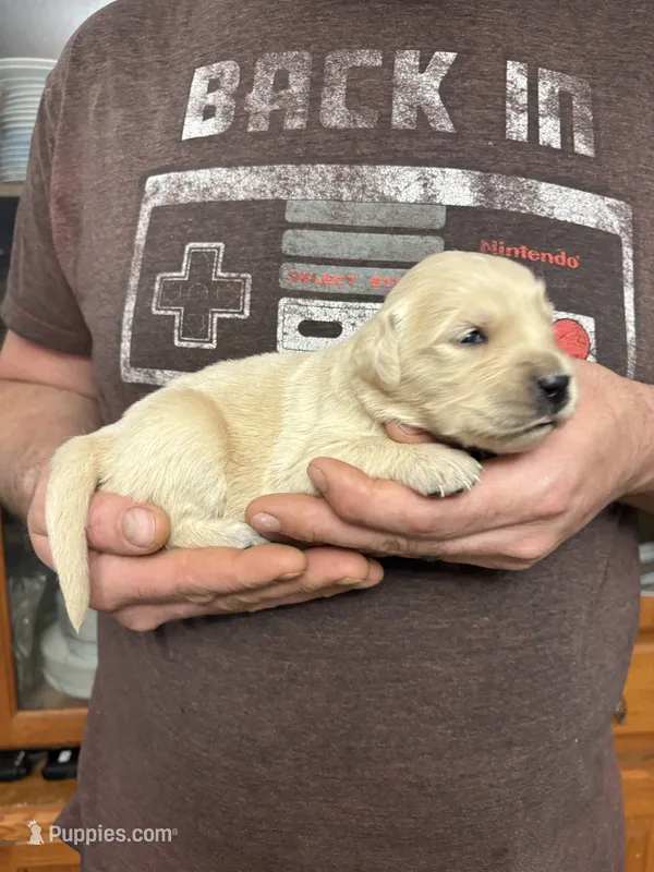 Layla’s boy 1 – English Cream Golden Retriever puppy for sale in Weaverville, NC