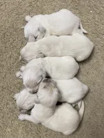 Layla’s boy 1, a male English Cream Golden Retriever for sale in Weaverville, NC – 3 of 5