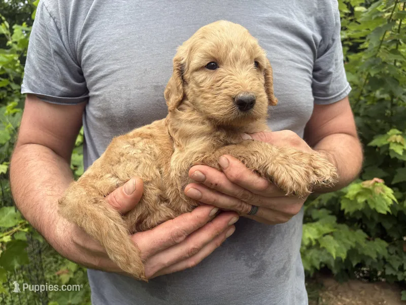 Maddie’s boy – Goldendoodle puppy for sale in Weaverville, NC