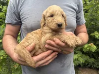 Maddie’s boy, a male Goldendoodle for sale in Weaverville, NC – 1 of 5
