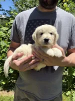 Layla’s boy 1, a male English Cream Golden Retriever for sale in Weaverville, NC – 3 of 8