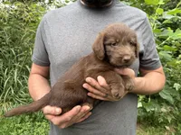 Frizzy’s Girl, a female Labradoodle for sale in Weaverville, NC – 4 of 4
