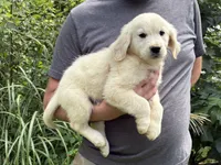 Lady’s AKC Boy, a male Golden Retriever for sale in Weaverville, NC – 5 of 5