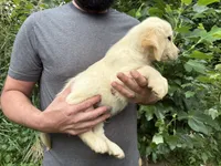 Elsa’s Boy, a male Golden Retriever and English Cream Golden Retriever for sale in Weaverville, NC – 4 of 4