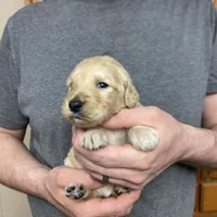 Frizzy’s girl 2, a female Goldendoodle for sale in Weaverville, NC – Photo 4 of 5