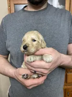 Frizzy’s girl 2, a female Goldendoodle for sale in Weaverville, NC – Photo 2 of 3