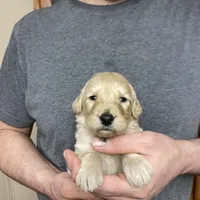 Frizzy’s girl 2, a female Goldendoodle for sale in Weaverville, NC – Photo 5 of 5