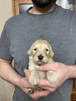Frizzy’s girl 2, a female Goldendoodle for sale in Weaverville, NC – Photo 3 of 3