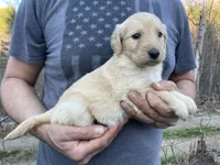 Frizzy’s girl 2, a female Goldendoodle for sale in Weaverville, NC – Photo 1 of 5
