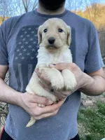 Frizzy’s girl 2, a female Goldendoodle for sale in Weaverville, NC – Photo 2 of 5