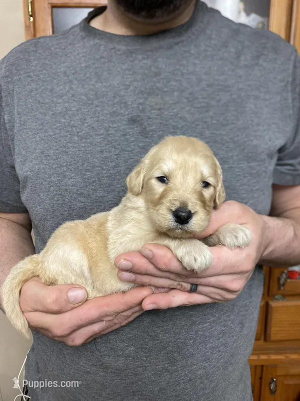 Frizzy’s girl 2, a female Goldendoodle for sale in Weaverville, NC – Photo 1 of 3