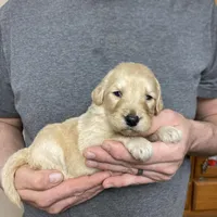 Frizzy’s girl 2, a female Goldendoodle for sale in Weaverville, NC – Photo 3 of 5