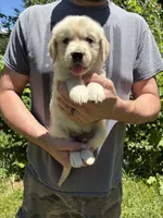 Layla’s boy 1, a male English Cream Golden Retriever for sale in Weaverville, NC – 2 of 8
