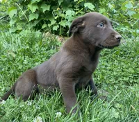 Jasmine’s Girl, a female Labrador Retriever for sale in Weaverville, NC – 3 of 3