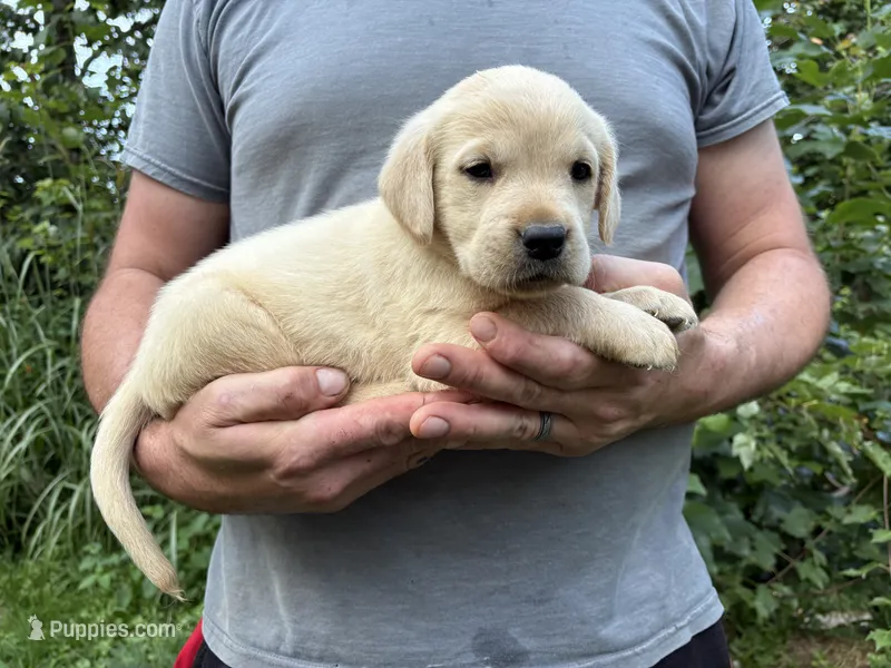 Kylie’s boy – Golden Retriever, Labrador Retriever puppy for sale in Weaverville, NC
