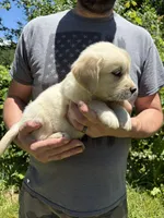 Layla’s girl, a female Golden Retriever for sale in Weaverville, NC – 2 of 7