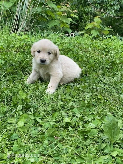 Lady’s AKC Boy, a male Golden Retriever for sale in Weaverville, NC – 1 of 5