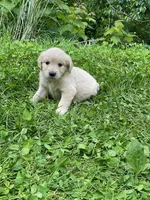 Lady’s AKC Boy, a male Golden Retriever for sale in Weaverville, NC – 1 of 5