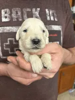 Layla’s girl, a female Golden Retriever for sale in Weaverville, NC – 3 of 4