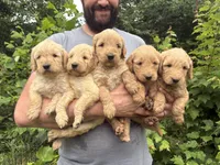Maddie’s boy, a male Goldendoodle for sale in Weaverville, NC – 2 of 5